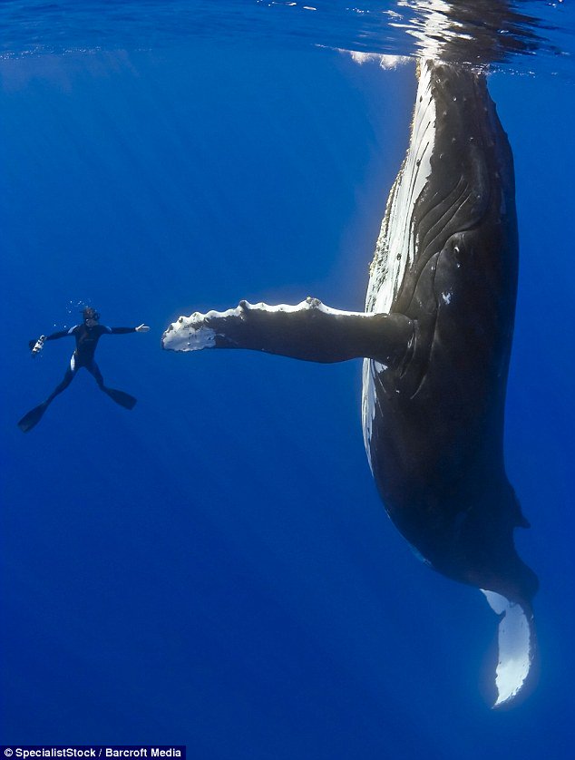 JazzyDolphin's tweet photo. .@CelestialElff Thanks for sharing.
Join #OpWhales
https://t.co/v74hAO5Bya
Together we can SAVE the #Whales https://t.co/MjF7jN89Bd