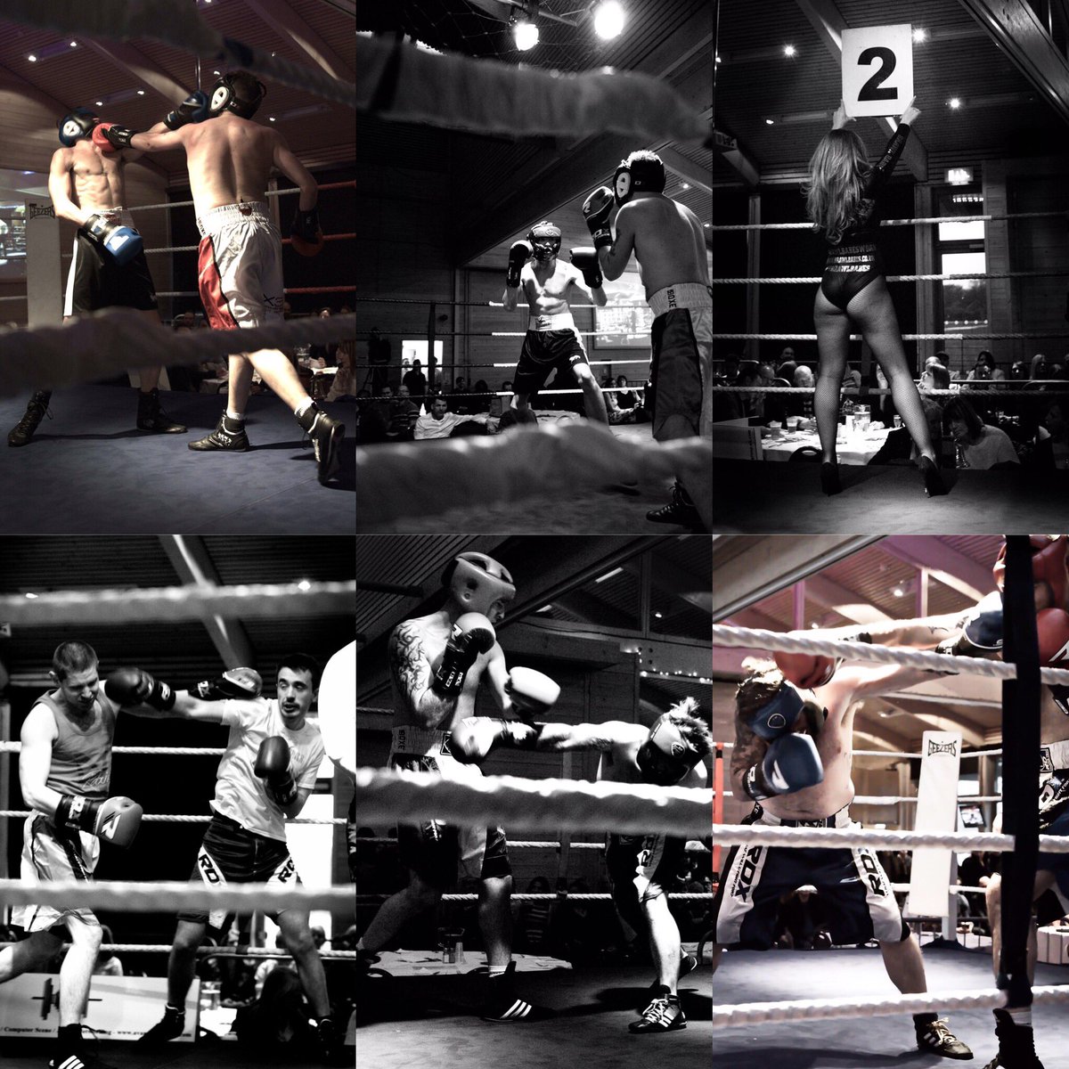 gfpsuffolkpunch tweet media