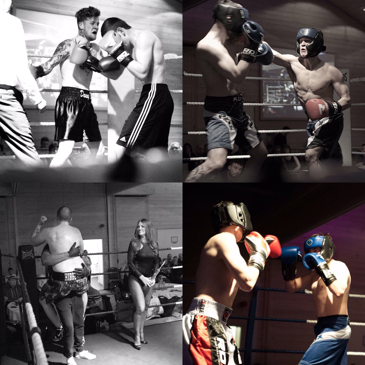 gfpsuffolkpunch tweet media