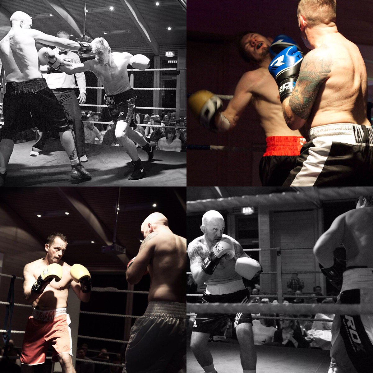 gfpsuffolkpunch tweet media