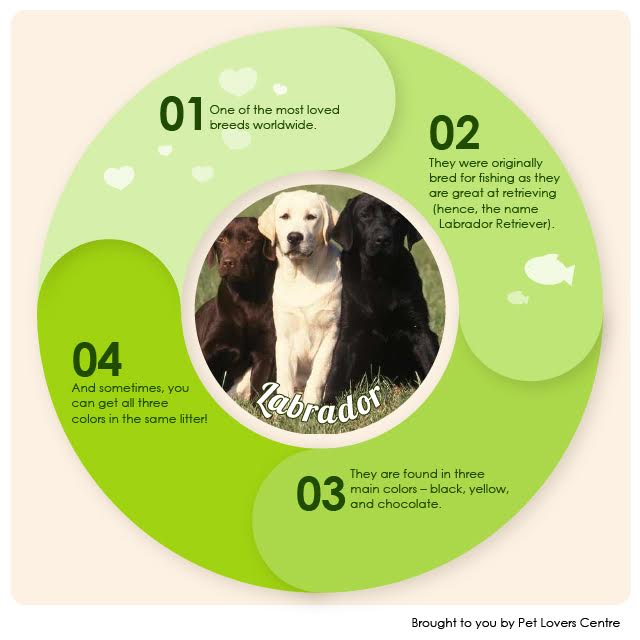 PLC_Singapore's tweet photo. Facts about Labrador.
#Labrador #DogBreedFacts #LabradorFacts #DogFacts https://t.co/nR50iUFHCQ
