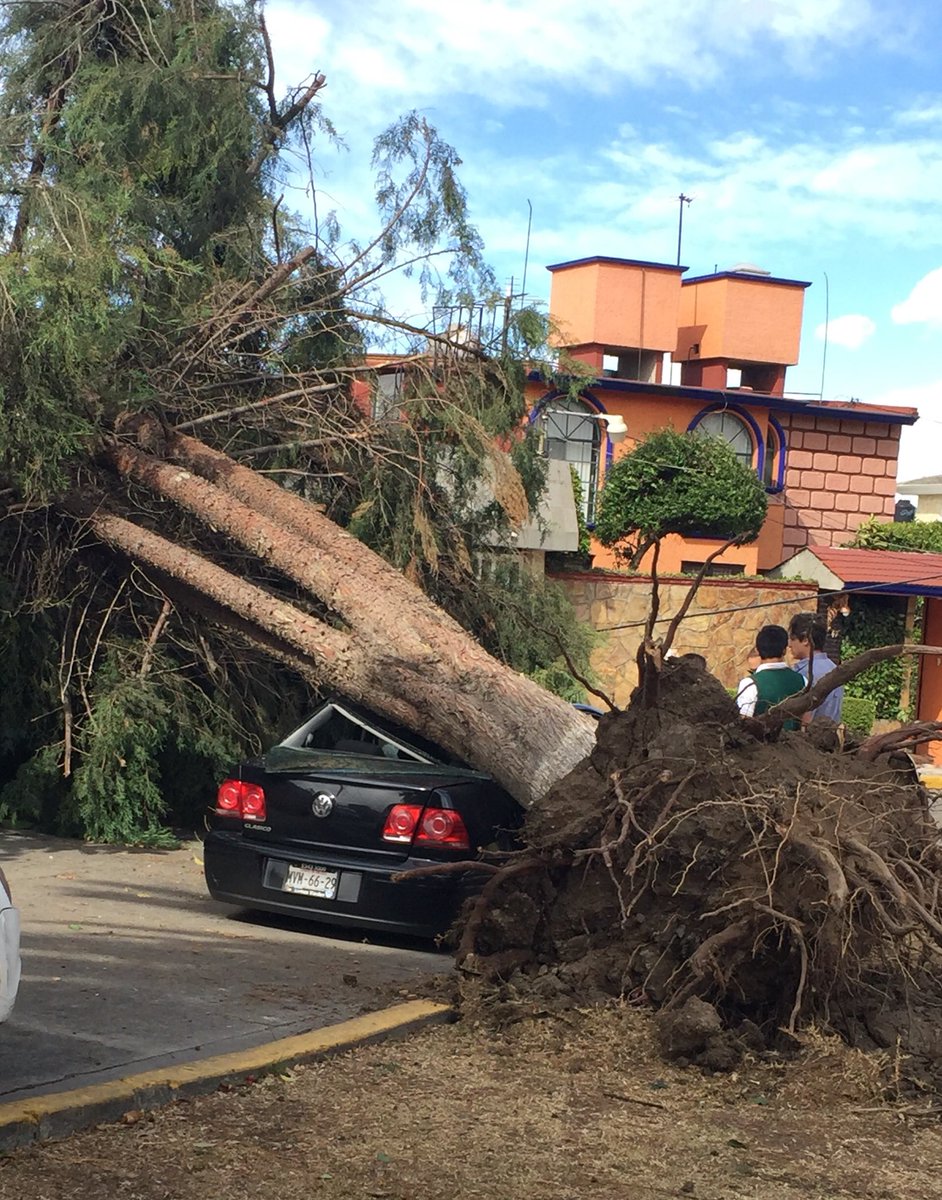 Caen al menos 230 árboles por fuertes vientos en la Ciudad de México - CdI9XSpUAAA8Gbl