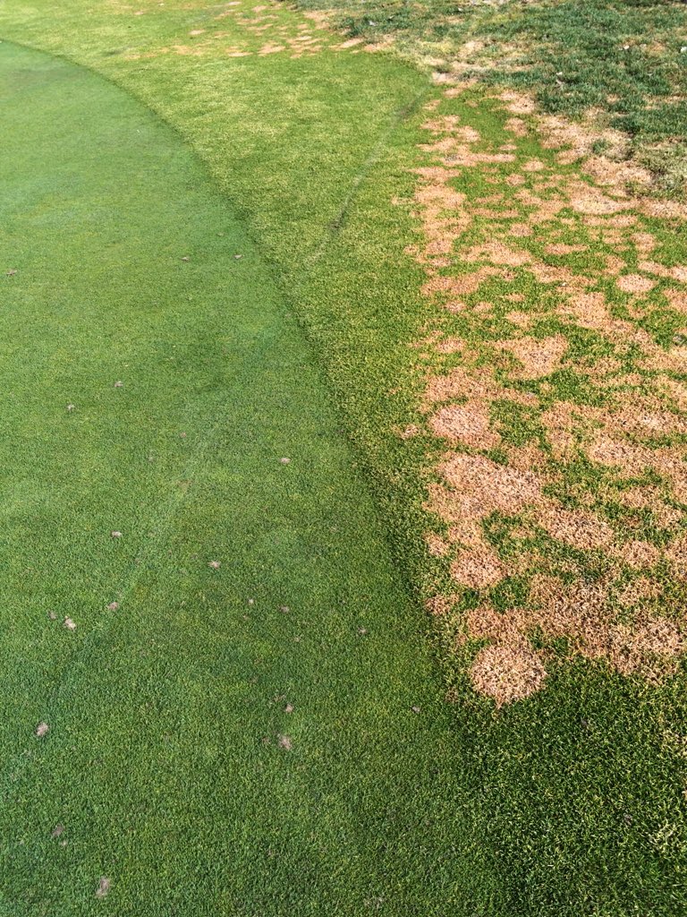 PBGrounds's tweet image. So I guess fungicide works #testplot #Trilogy