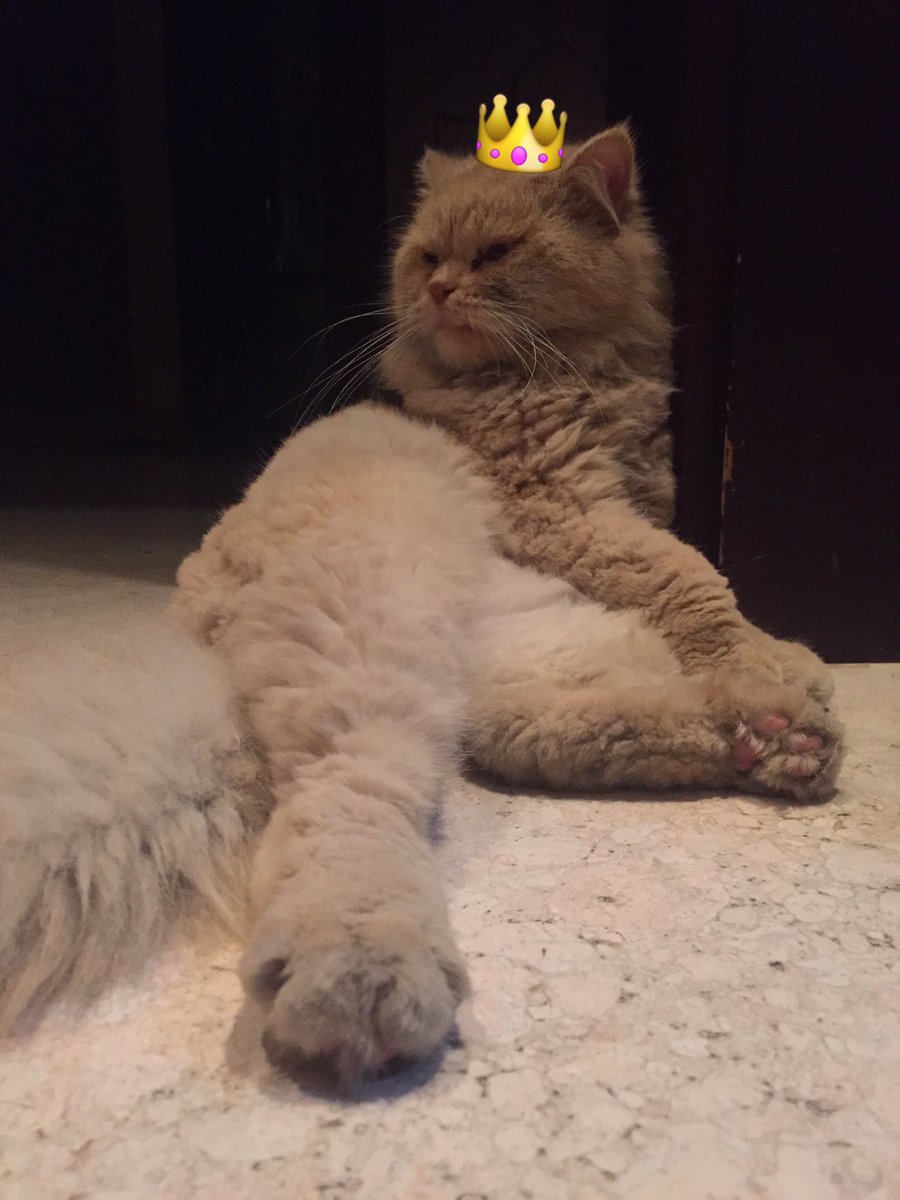 iiiSimba's tweet image. Just chilling.