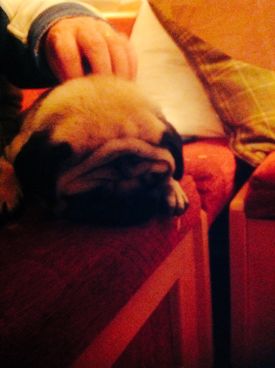 Pug life #pug #puglife #puppy