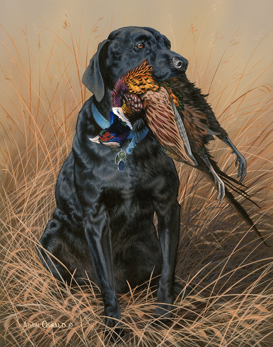 AdamOswaldArt's tweet photo. "Deke", a commission piece from last fall. Hopefully the owner is still displaying it proud! @Coal_is_OK #huntinglab https://t.co/UhUHC8D2fi