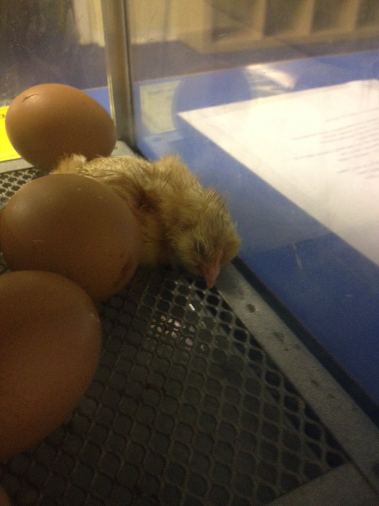 WardiePS's tweet image. One little worn out chick this evening. #eggshausted