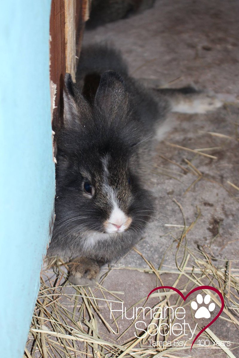 Humane Society Tampa On Twitter Petoftheday Wilbur Wilfred