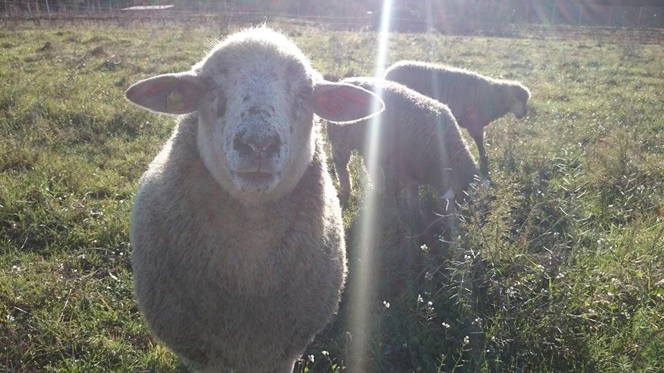 PartidoPACMA's tweet photo. Los Santuarios muestran hoy el futuro que deseamos para los animales. Fotos @elhogarprovegan https://t.co/Nxce1z7P43 https://t.co/49Qih3azS1