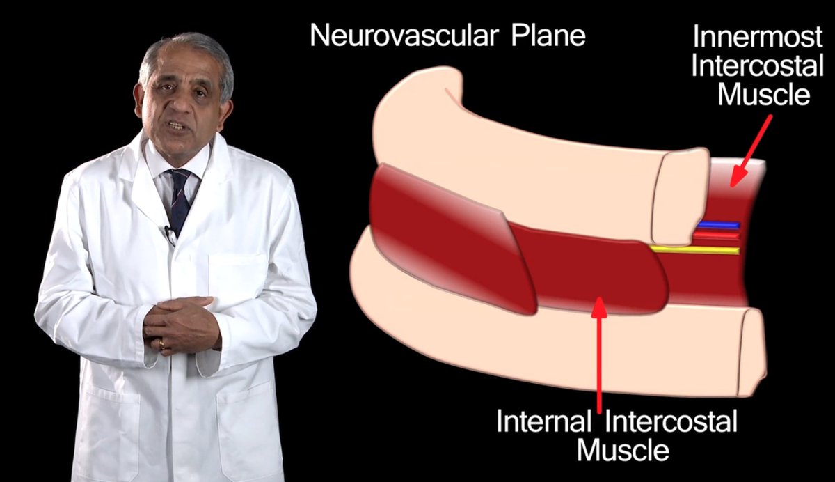 TheFunkyProf's tweet photo. Inspired by yesterdays #editing, what structures run in the #subcostal groove? @RCSEd https://t.co/xamUoQ49uk