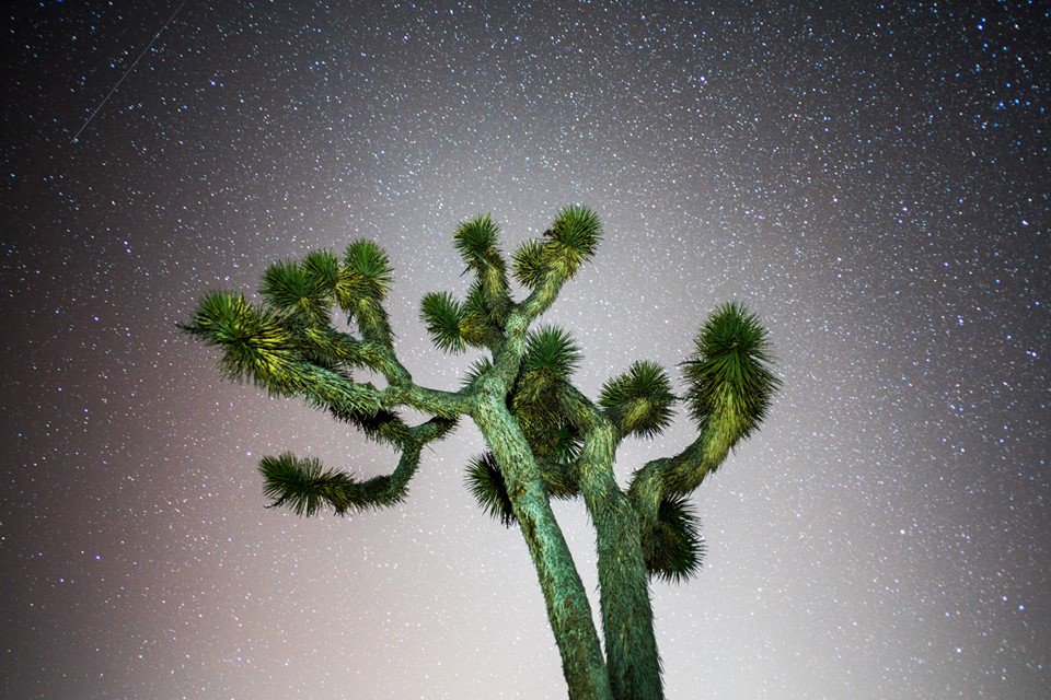 SurvivalStove's tweet photo. Joshua Tree National Park boasts some of the darkest night skies in the U.S. #FindYourPark https://t.co/MEaIJ7FRLD