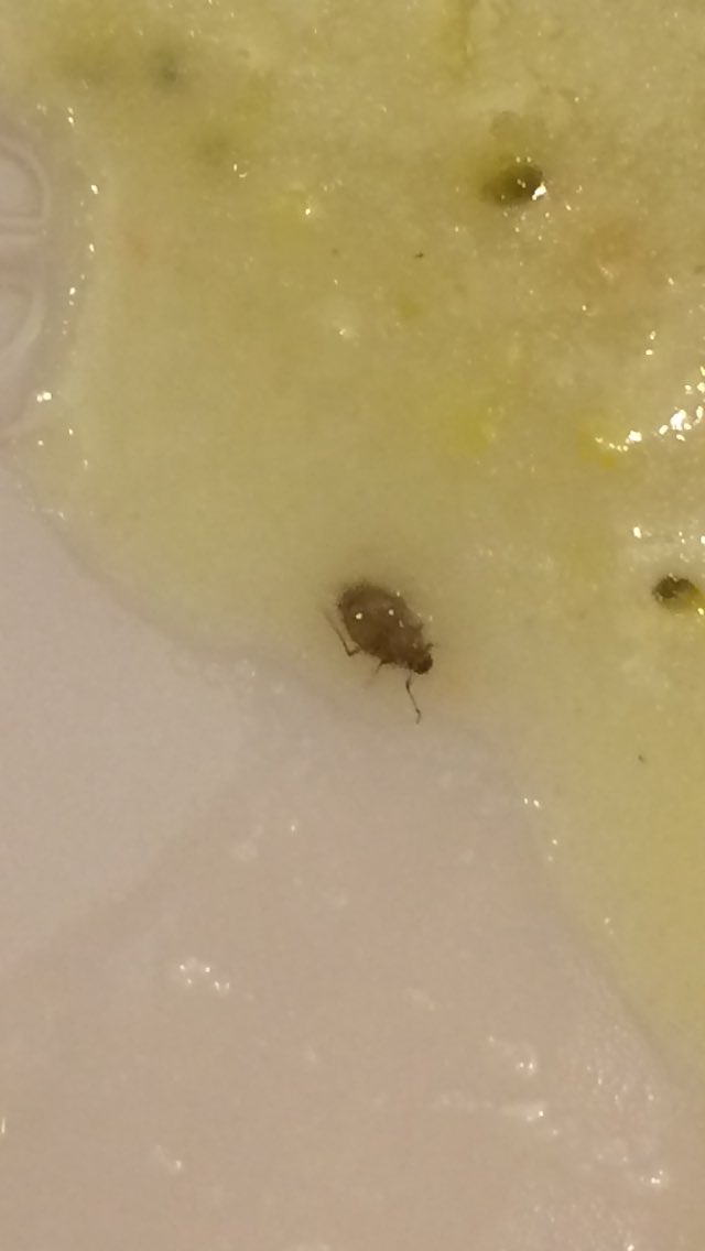 brookecbell's tweet photo. Found a bug in my soup as well during exam week #StopWKCafe https://t.co/jKHGQflLM3