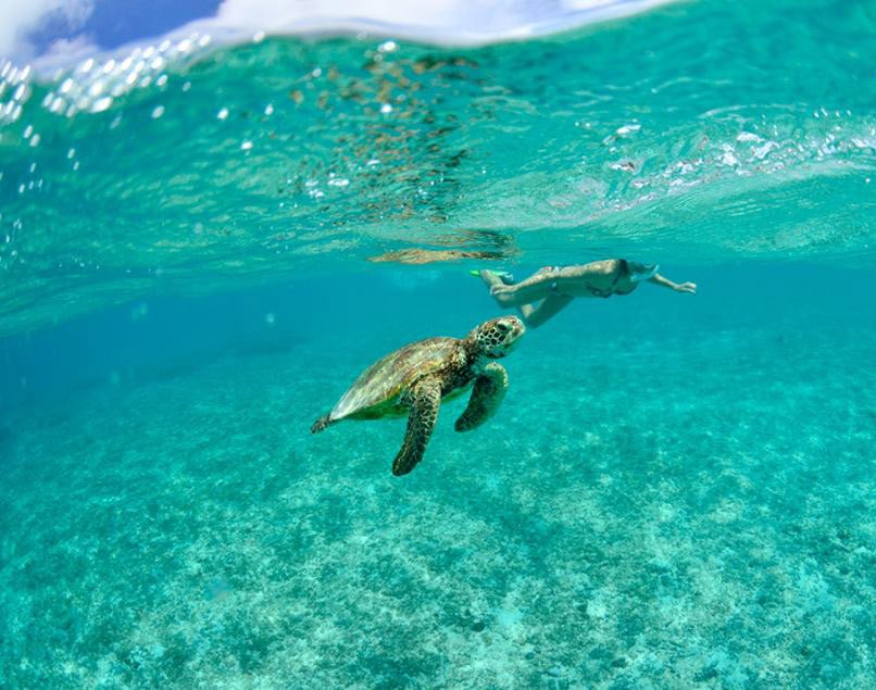 UsefulTipsJapan's tweet image. Ever tried to dive together with turtles in the ocean? We definitely want to try this out!
&amp;gt;goo.gl/doIUXi&amp;lt;