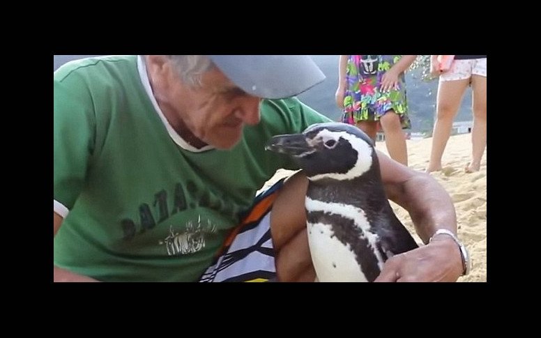 LaVanguardia's tweet photo. Un pingüino nada 8.000 kilómetros cada año para ver al hombre que le salvó https://t.co/KSzG0Xotxg https://t.co/VFyeRHAyoc