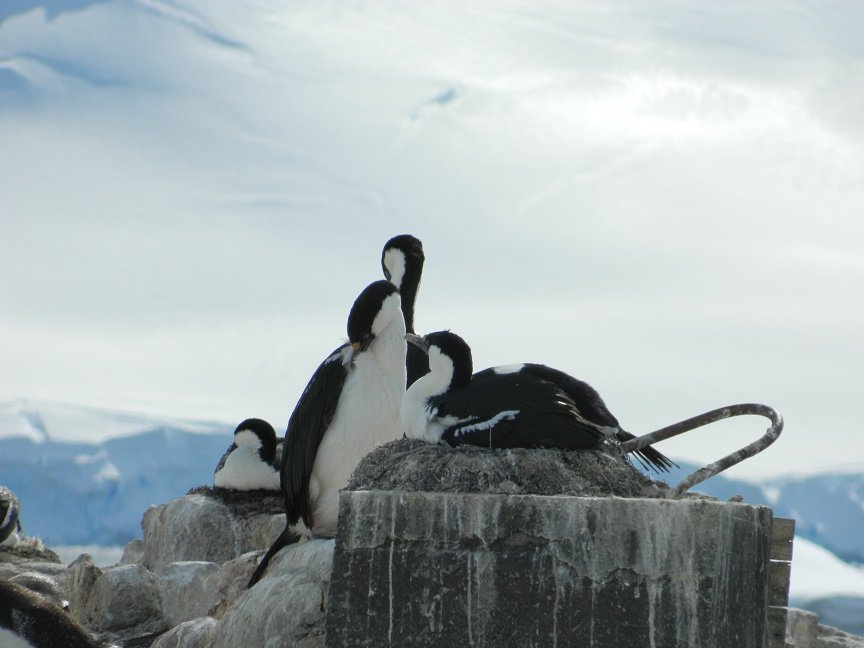 InduTravelTales's tweet photo. I was moved by penguins' bond in #Antarctica
https://t.co/7eFrsVzvqQ
#travel #adventure #travelblog #tourist #trours https://t.co/BHgfwHVJd1
