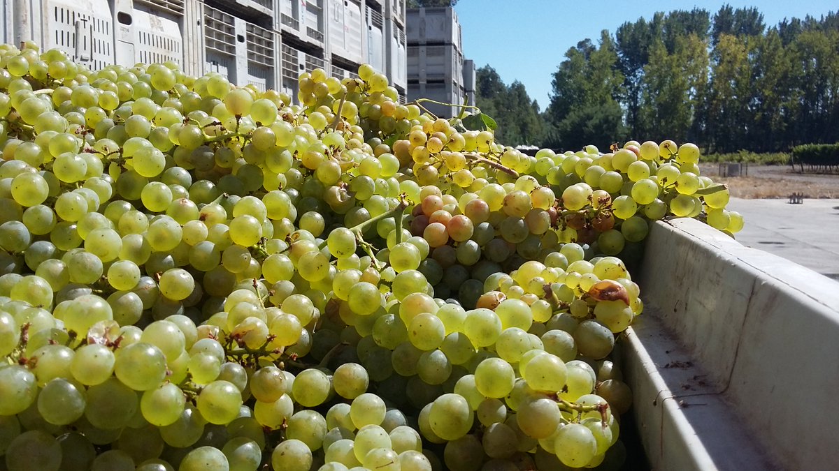 vinasantaberta's tweet photo. Estamos ya en Vendimia acá en #vinasantaberta del Valle del Itata https://t.co/BJ5x4TEOpc