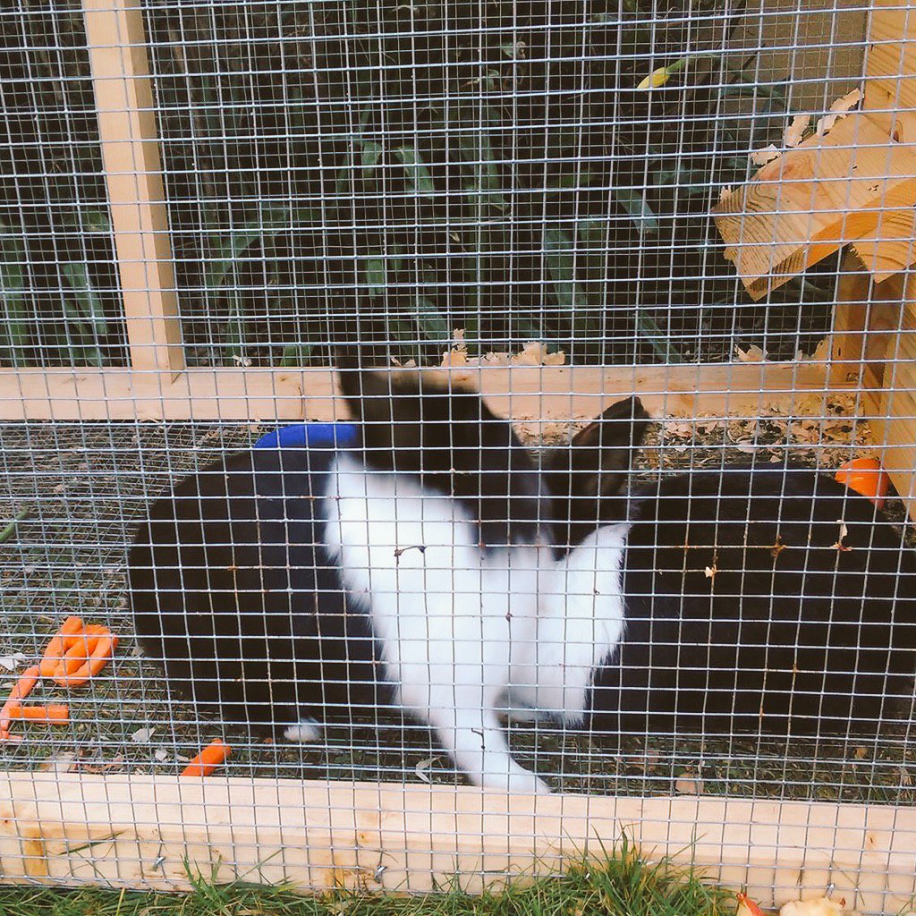 <a href="/jessiedrea/">Jessie Drea</a> Do you approve?🐰