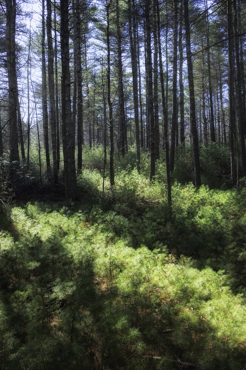 BrianAFabiano's tweet photo. I went out scouting today for fog locations, didn't intend on taking anything back worth sharing. #discoverthephoto https://t.co/5XjcWCGjkH