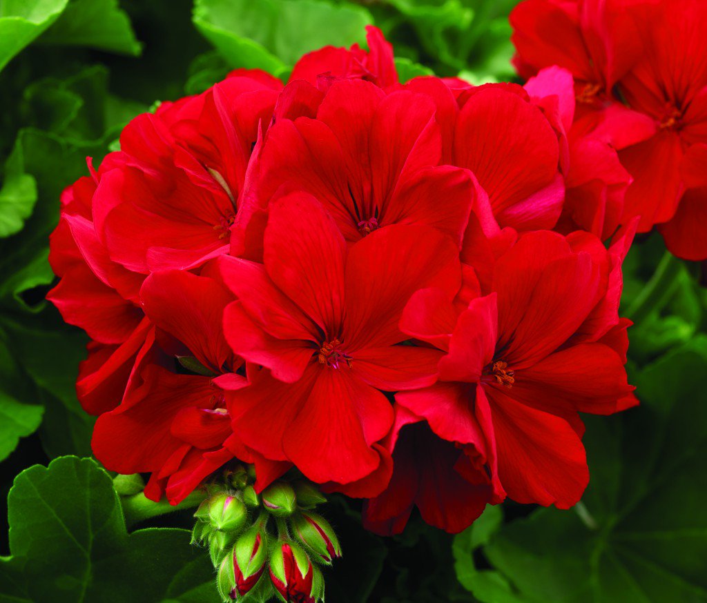 Plantola's tweet photo. Geranium is an easy-growing perennial. Consider growing in apartment boxes, baskets or containers. #Plants #Garden https://t.co/HtnOKrW90A