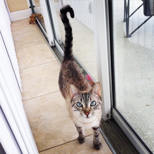 monkey_memes's tweet image. My rescue cat, Bob. He likes to sing the song of his people at 5am.
#memes #funnypics #funnymemes #lol