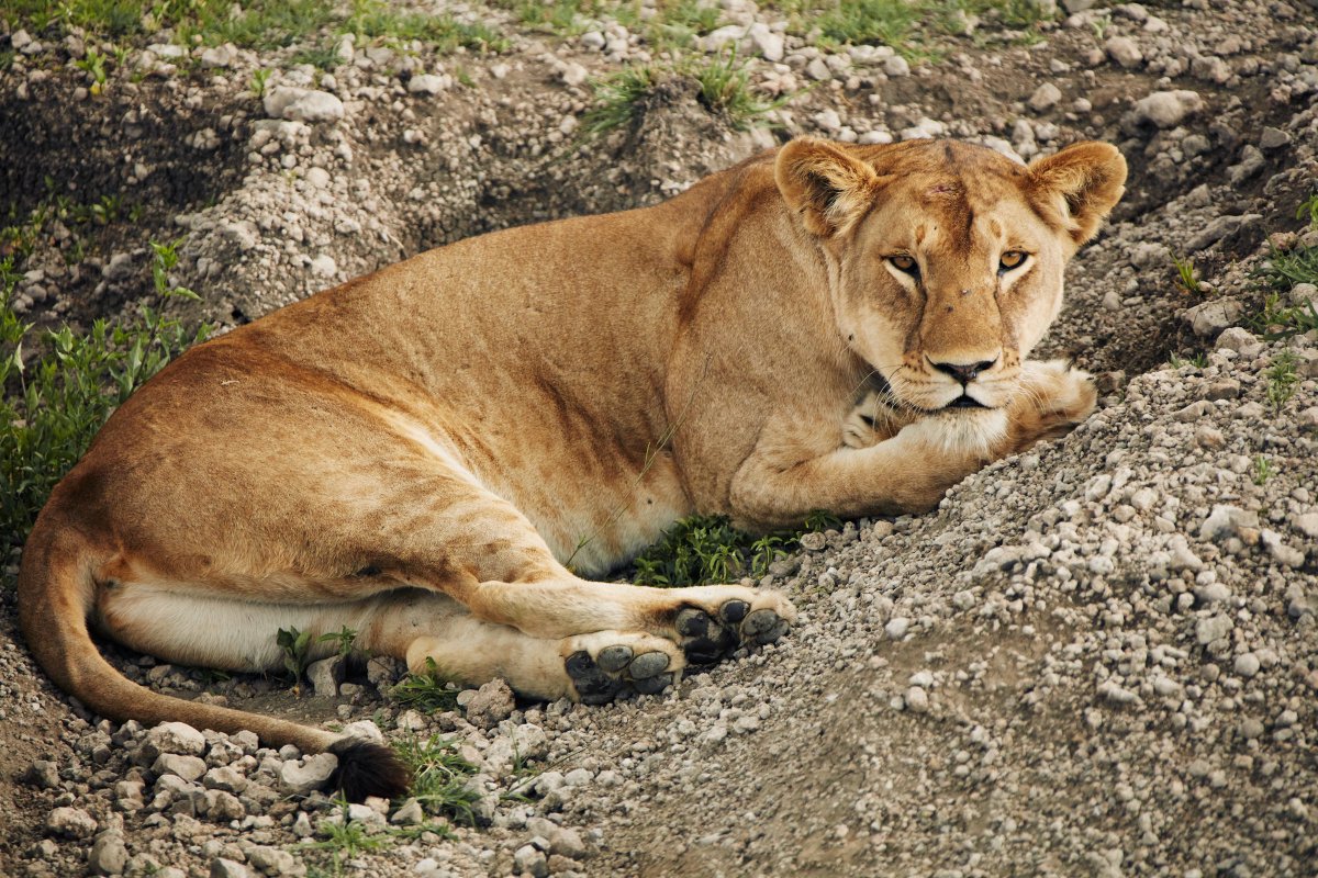 Anthony Cunanan tweet media