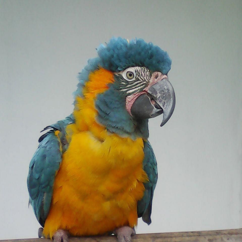 YuridiaVvallejo's tweet photo. #Tommy #guacamayabarbaazul #guacamaya #macaw #araglaucogularis #parababarbaazul #guacamayocaninde #caninde #aves #b… https://t.co/ntI1ZUyywJ