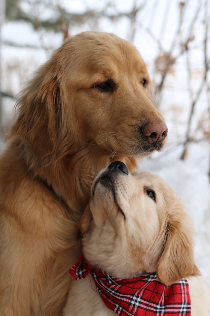 L515GP's tweet photo. Qué ternura ♥
#perros #dogs https://t.co/PqqcDVgexD