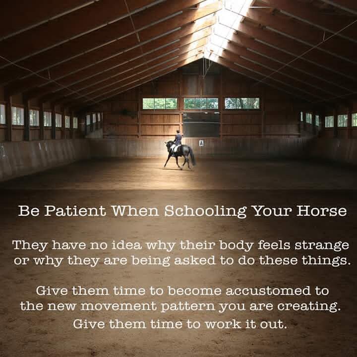 #patience #bepatient #horses #equestrianhour #EquineHour #equestrian