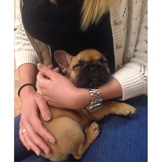 Frenchie_Cute's tweet photo. 😍 #snufi #frenchbulldog #napicuki https://t.co/ciFAQIHhXP https://t.co/y1FpY1EQXh