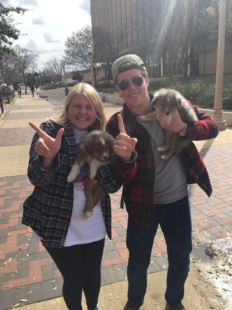 onetech2016's tweet photo. If you love puppies, then you should check out all out senators hanging out at the sub. #OneTechLovesPuppies https://t.co/j9XtyeFTQC