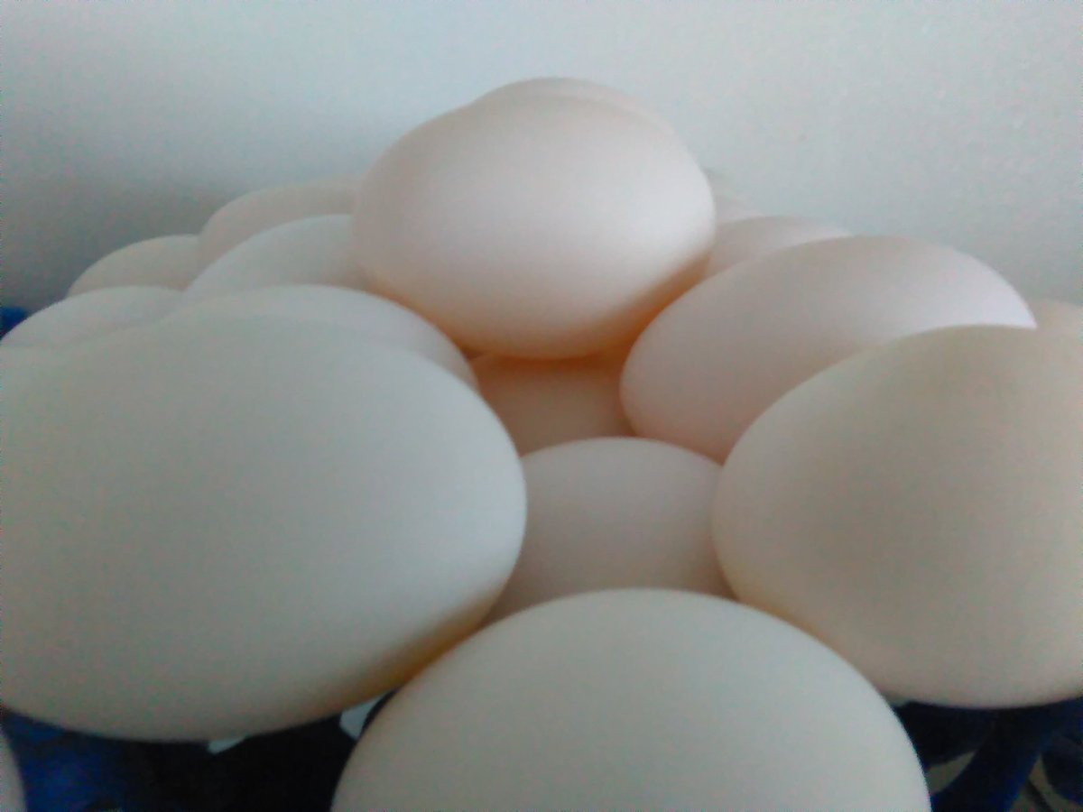 LTDFarm's tweet photo. #duckeggs farm fresh, just dropped @Lakewindscoop (Rich &amp; Chan) @rivermarketcoop @LindenHillsCoop  @sewardcoop https://t.co/2I1NGvUeLw