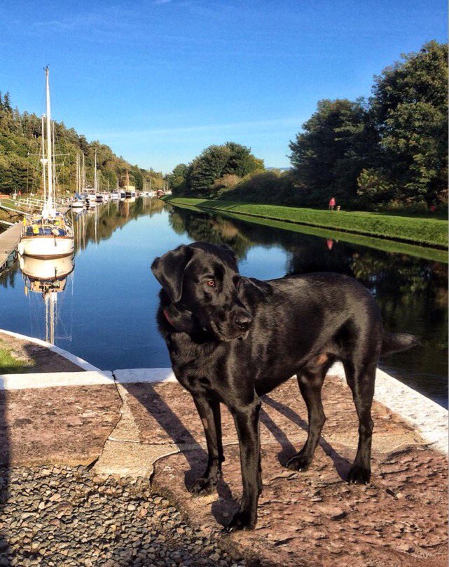 alfiewoofwoof's tweet photo. @VisitScotland #Ambassadog Dochgarroch Loch Caledonian Canal Inverness https://t.co/S0KdNJ4Sws