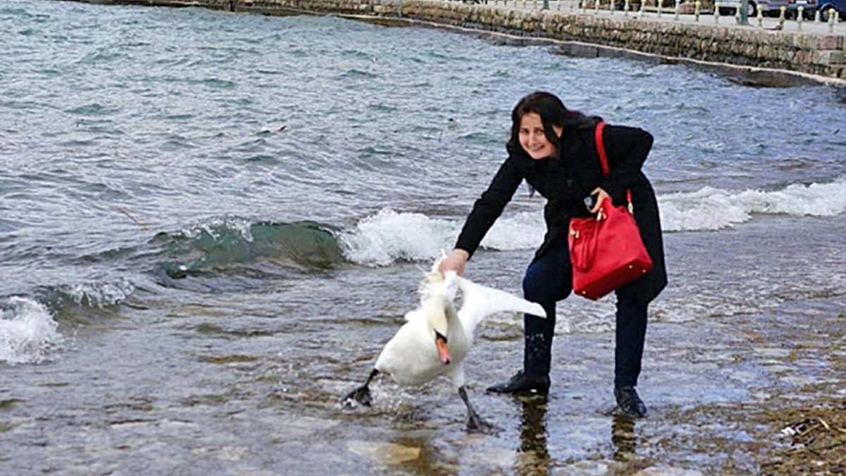 Swan dies after woman drags it from water to take a picture bit.ly/1RRMXLq?utm_me… https://t.co/qPKNxdq0XZ