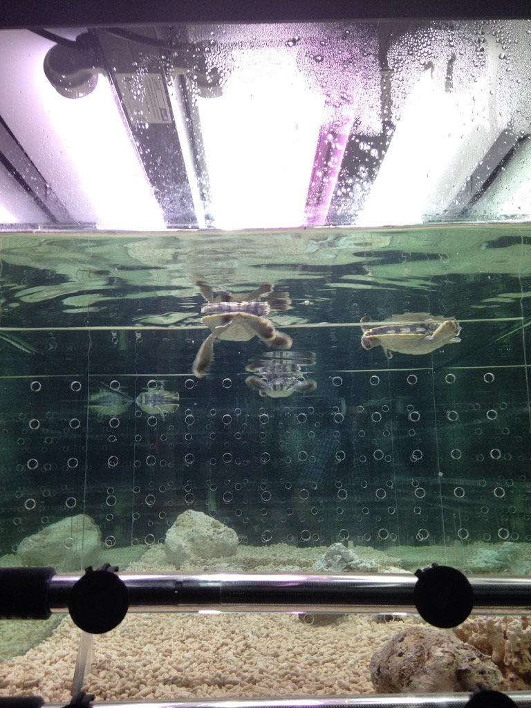 TheOtherTara's tweet image. It's just me, a hundred school kids, and these little fellas. #WSFBrisbane #turtle #flatbackturtle