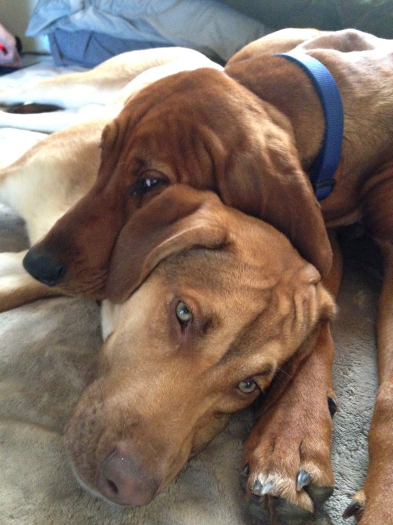 vagabondrevival's tweet photo. @homesteadyshow held these guys a little closer today when I got home after the latest podcast #forboone https://t.co/z100StSxRK