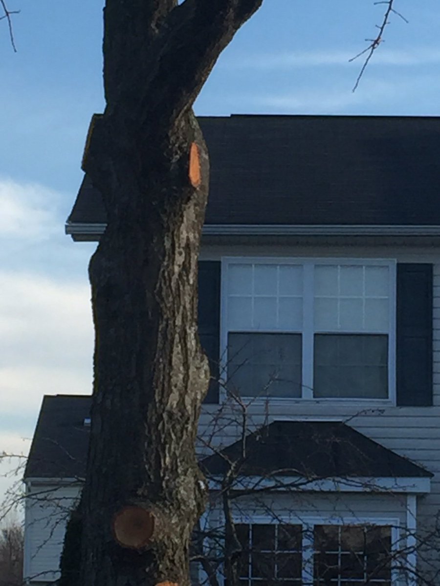 it takes the same amount of time to crown raise a tree the right way as it does the wrong way!…geez #pruning #trees