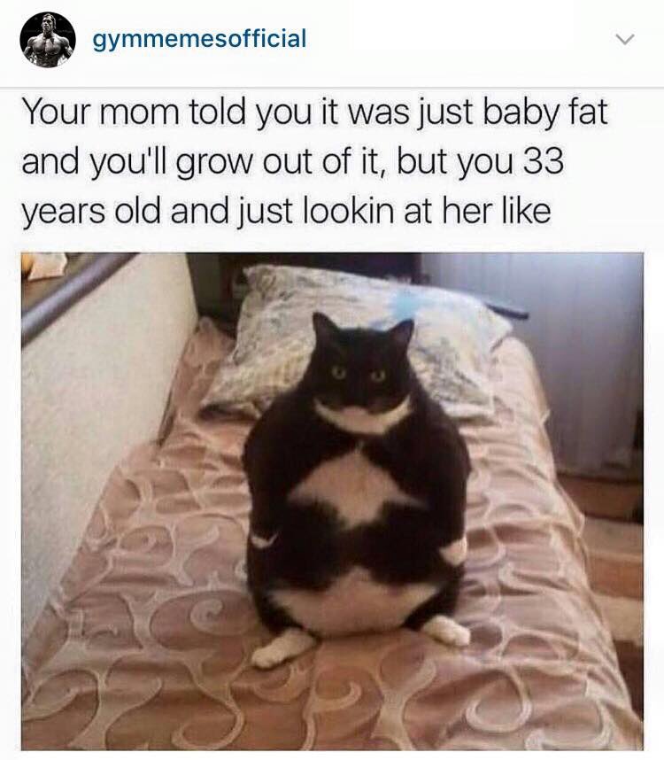 worldcattitude's tweet photo. It's horrible, but so so funny. #angrycat #disappointedwithreality #kids #foreverhome #furrever #WhiskersWednesday https://t.co/QgEluoOEVX