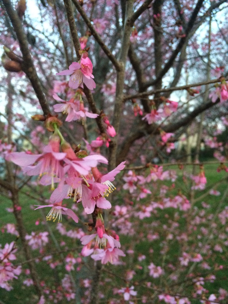stephhammondDC's tweet image. More signs of spring on this gorgeous evening #insearchofspring #SpringFever