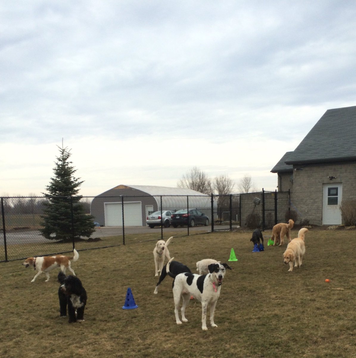 Country Paws (@countrypaws) on Twitter photo 