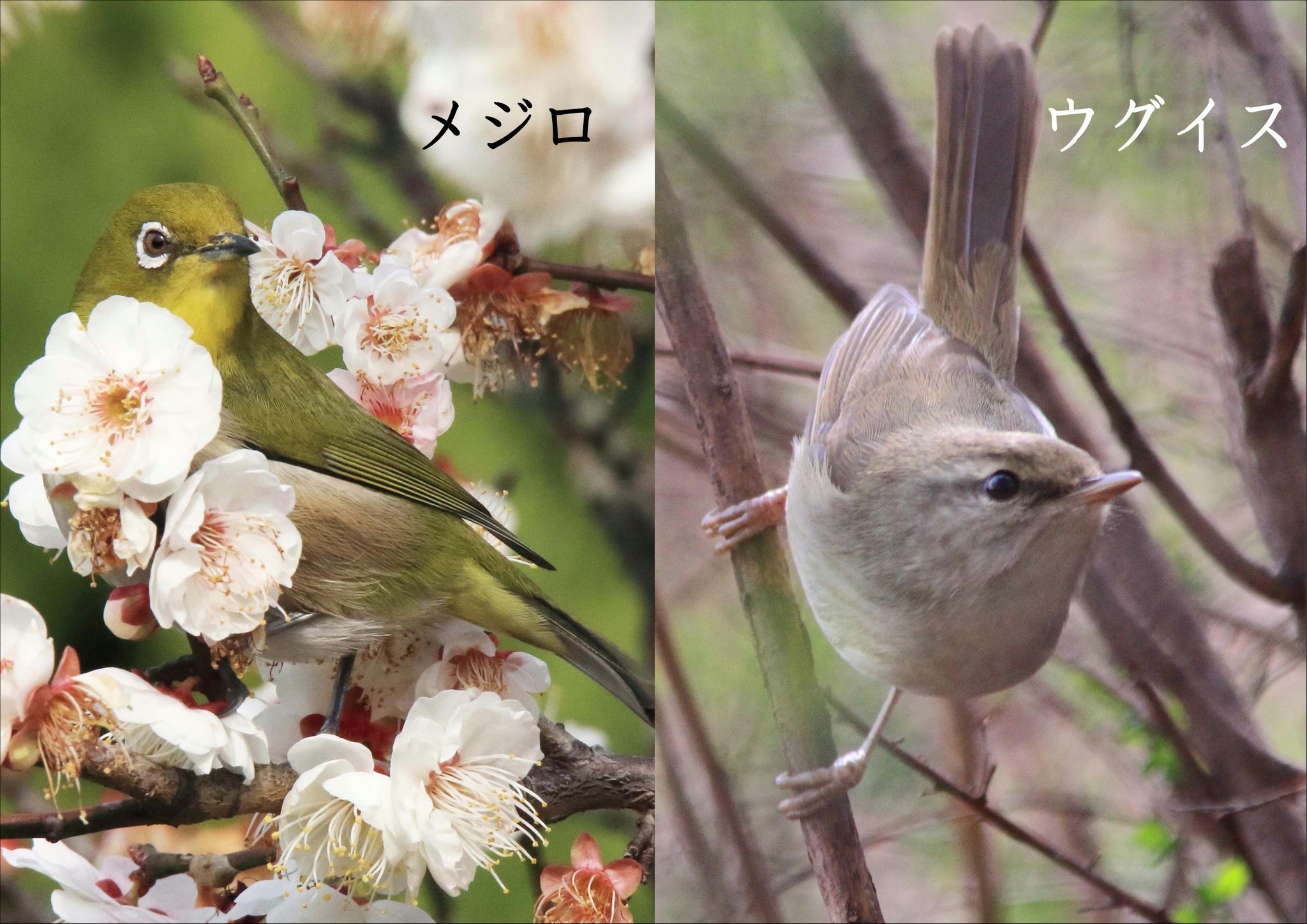 片柳弘史 この季節 あちこちで間違われがちなメジロとウグイス 梅の枝にとまっている 目の周りが白い鳥はメジロ 藪の中に隠れている 眉毛がくっきりした鳥がウグイスです メジロの方が ウグイス色 なので間違いやすいですね O T Co