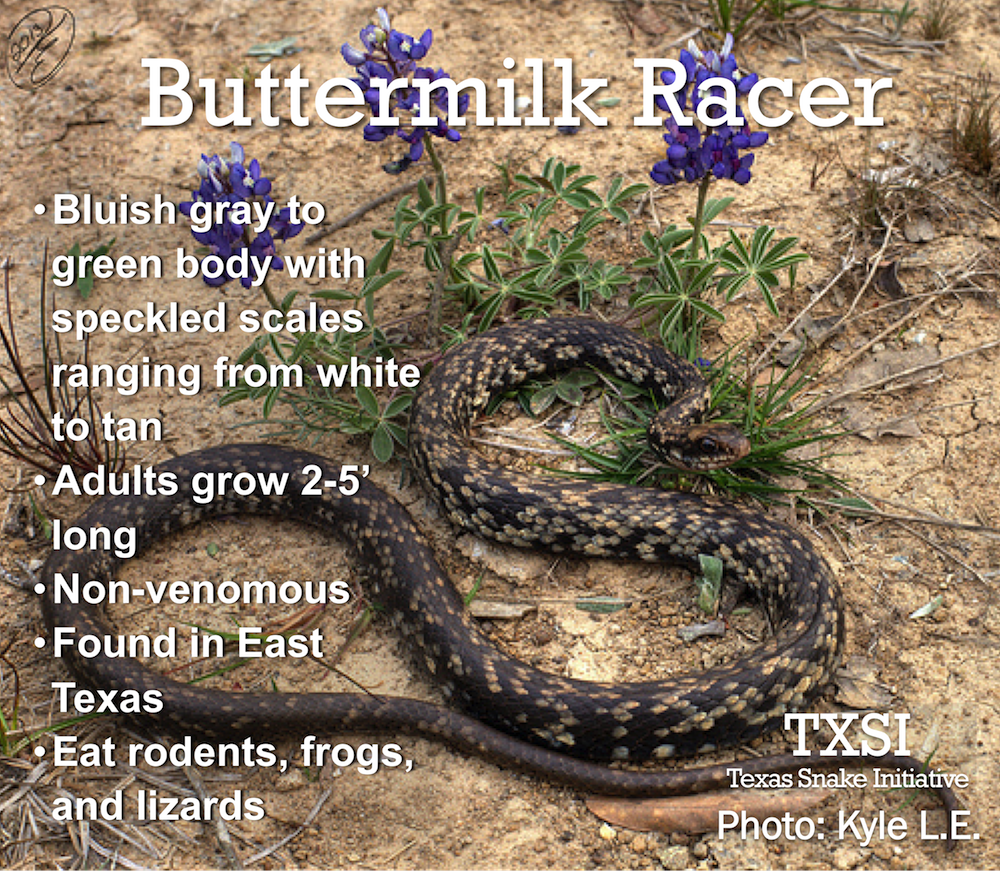 Texas_Snakes's tweet photo. Snake of the Day: the Buttermilk Racer! Learn more about these speckled snakes on the blog: https://t.co/bBdwg4Bq70 https://t.co/3X0a8zAv4X