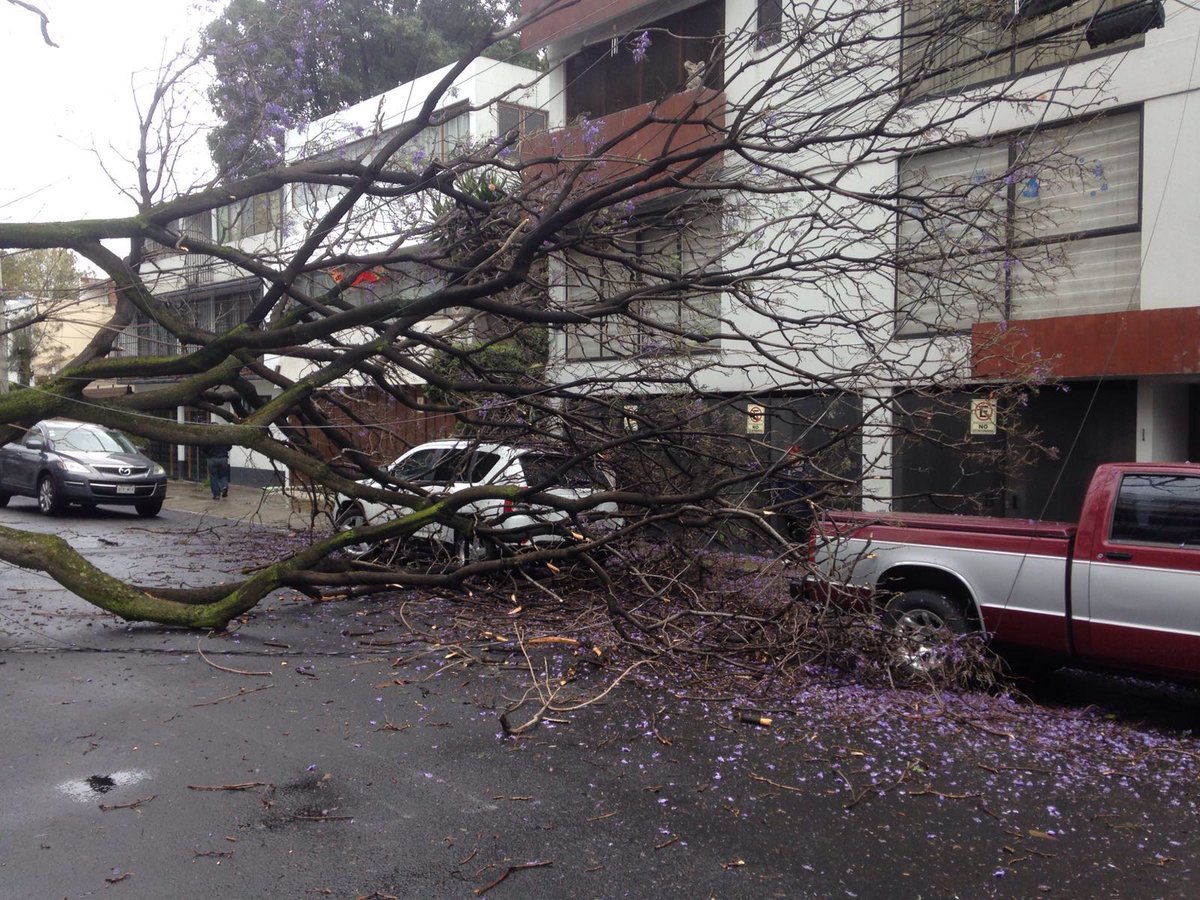Caen al menos 230 árboles por fuertes vientos en la Ciudad de México - CdJWrxfVIAIIhSz