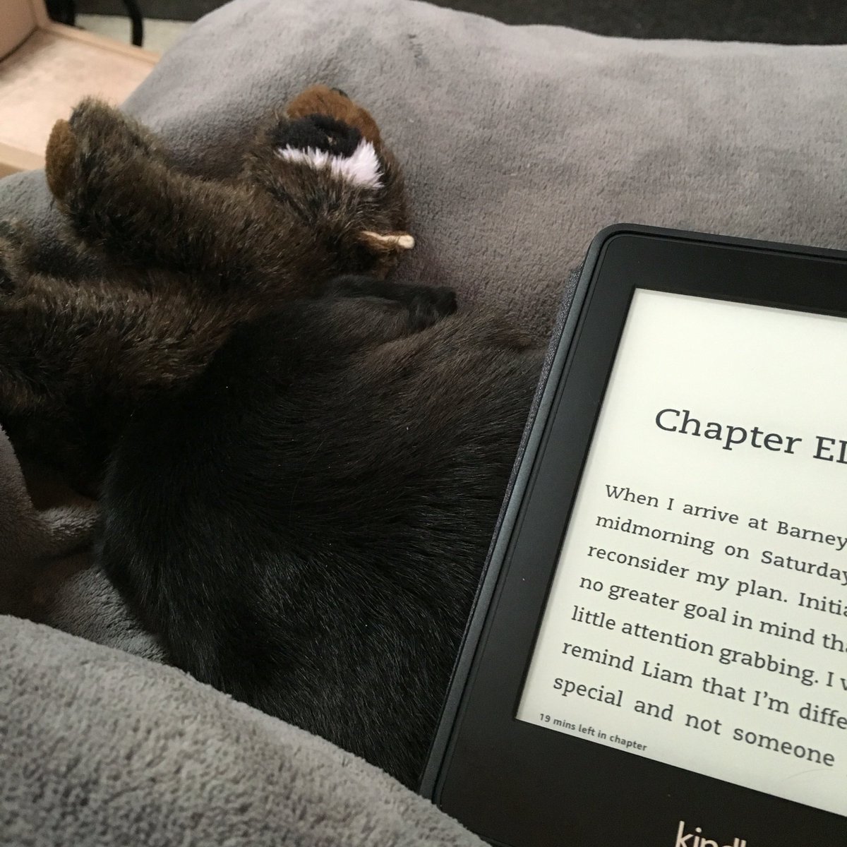 KirbyPug's tweet photo. A4: I mean my humans lap. #assistantfail #pugchat https://t.co/v4Qyuf1H1r