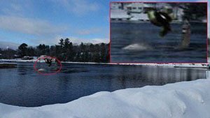 MuskokaOddity tweet media