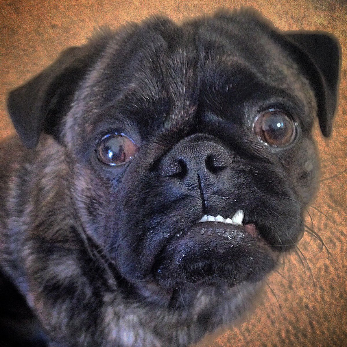 DMednick's tweet photo. @HamiltonPug A5: when Diesel shows off his perfect snaggleteefies! 😬 #pugchat https://t.co/Mbsp4yp0Ka