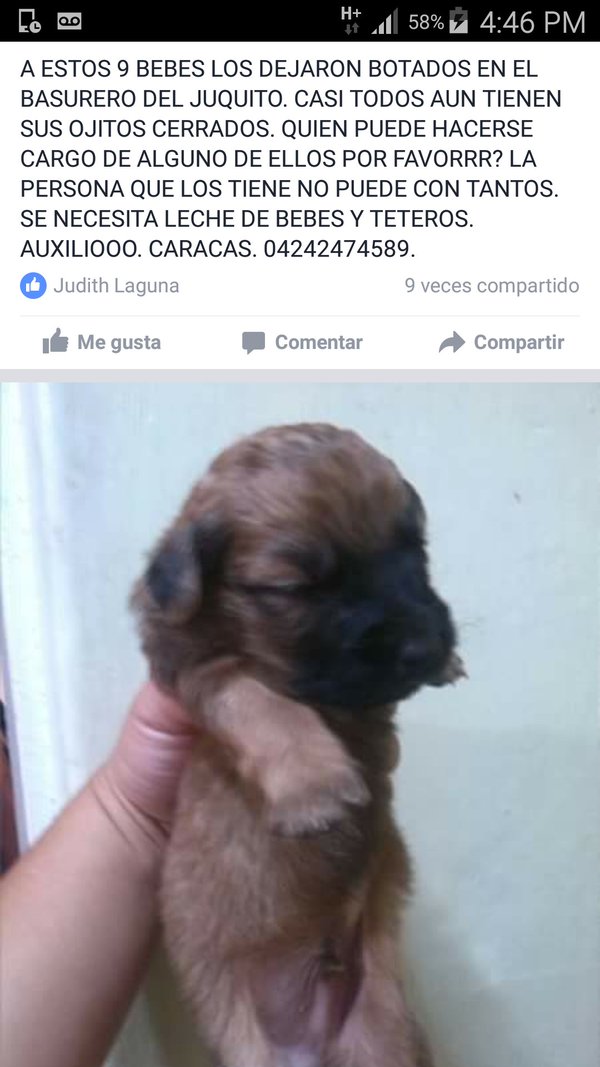 AliceeProAnimal's tweet image. ¡URGENTE AYUDA/TEMPORAL! Dejaron 9 bebés abandonados en basurero Junquito,Caracas,Vzla 0424.247.4589 @Nelbasd