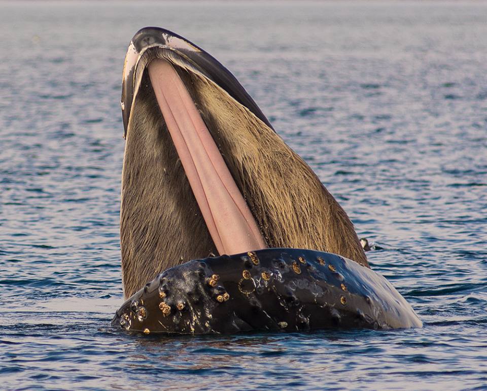 Orca Dreams Orca Dreams Twitter Orca Dreams Orca Dreams Twitter