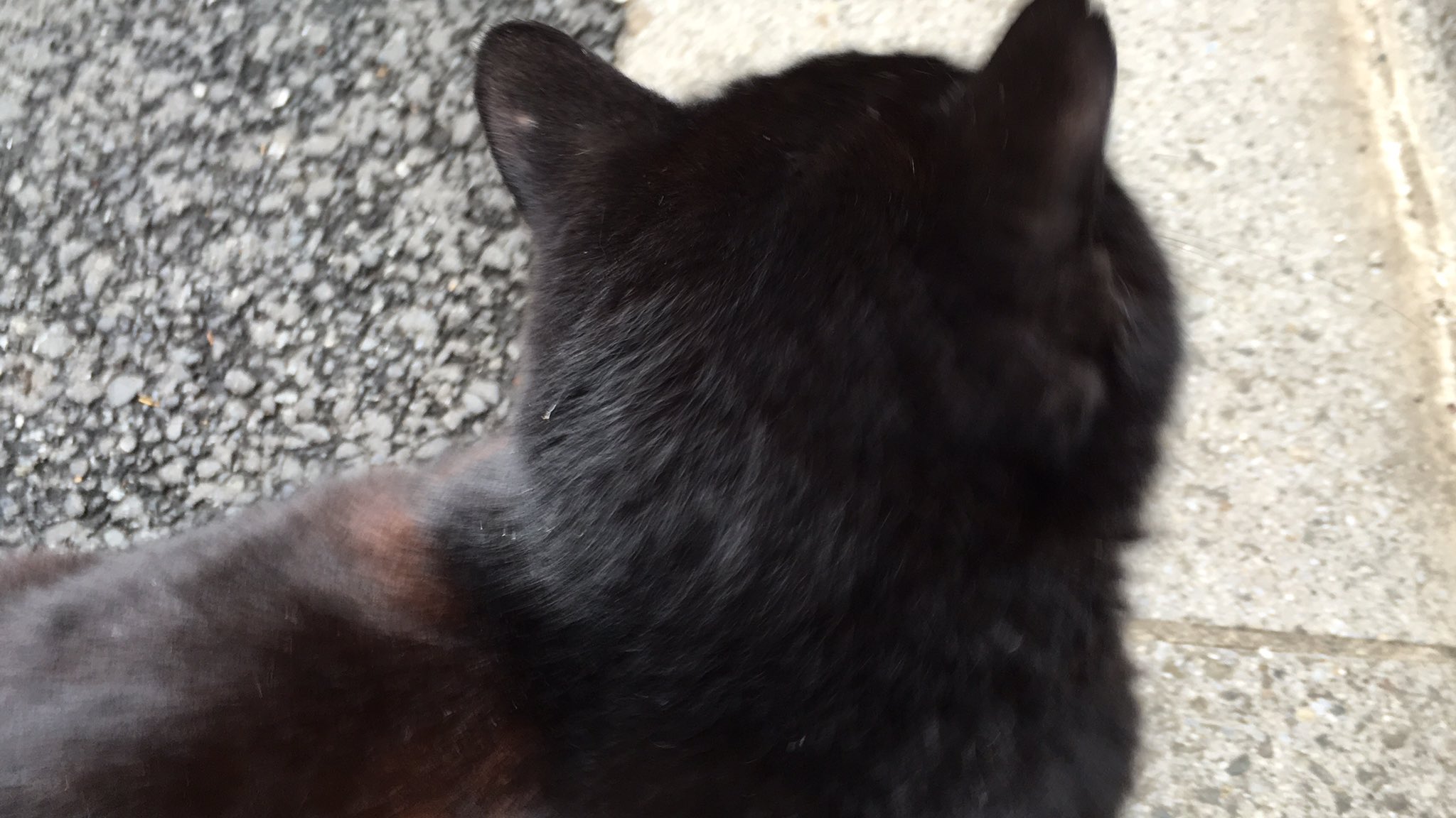 تويتر ねこかます على تويتر 尻尾付近をモフってイイ顔になる猫の共通点は 筋肉質 モフられ慣れていて抵抗しない 尻尾付近 腰付近が疲れてて凝っている 以上 凝りをほぐすように強めにモフる 軽く叩くとイイ顔になる模様 T Co Gs6dqv6cdy