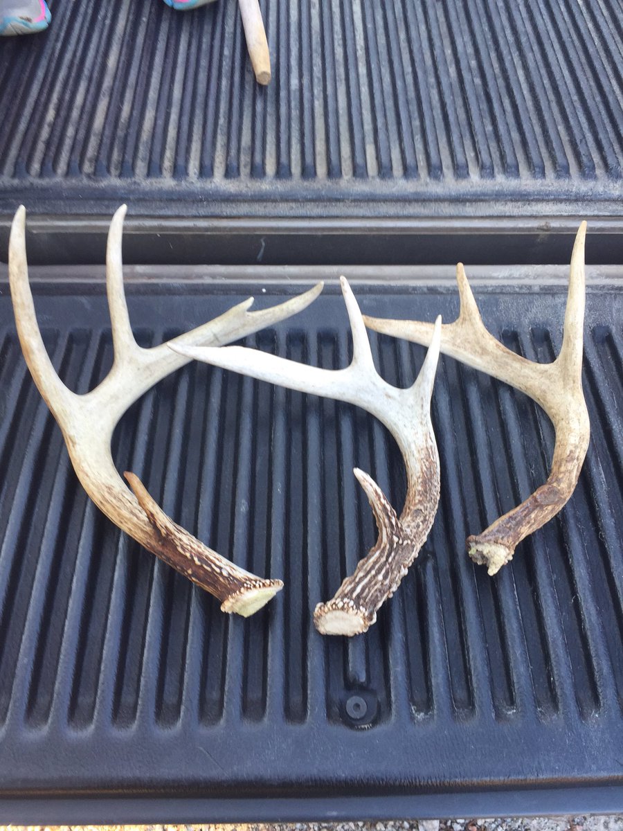 PrimeTime1014's tweet photo. @Buckventures all within 500 yards of each other. #nosets #shedhunting https://t.co/1kkyWY0LIO