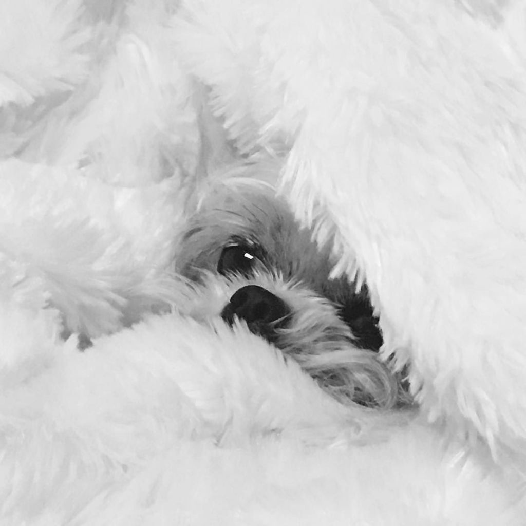 leslykahn's tweet photo. Tuna. In Faux Fur. By @therealpoppymontgomery of course. #dogsofinstagram #dogs #preciouspโฆ https://t.co/O2QoW3pDW3 https://t.co/u1dmudKvdR